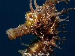 Hippocampus guttulatus
Speckled Seahorse by Cumhur Gedikoglu 